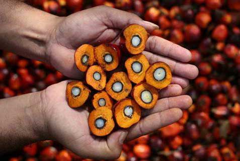 Palm Oil Berries