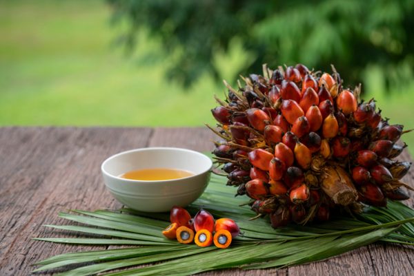 Palm oil fruits